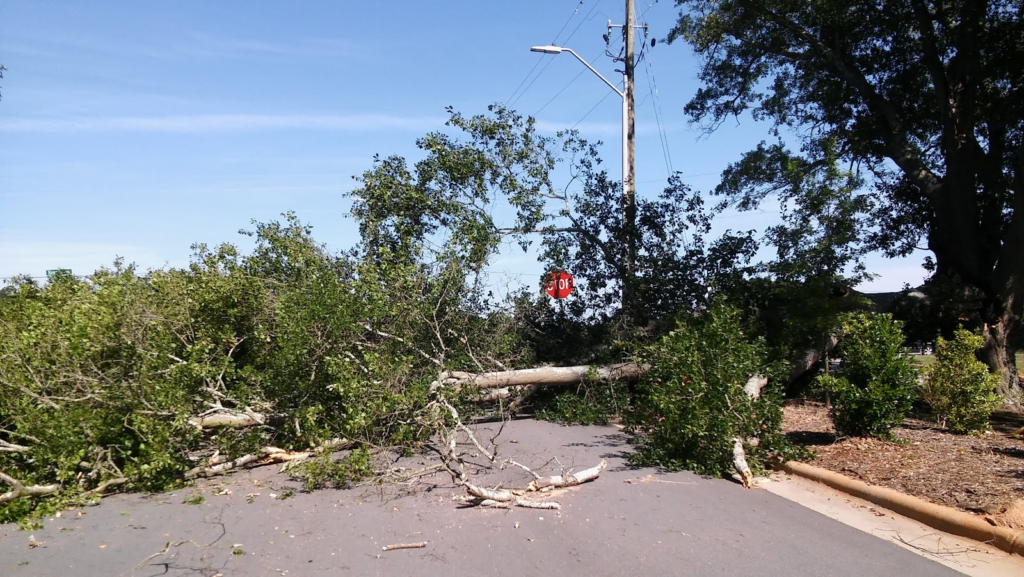 Fallen tree branches obstructing a roadway, highlighting the need for professional tree removal and emergency services by Henry's Tree Service.