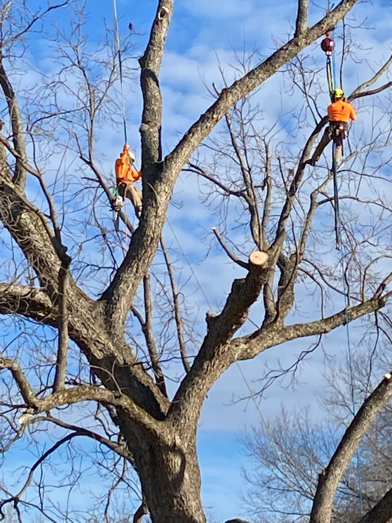 Tree care professionals in orange safety gear working on a large tree, demonstrating tree removal services, with clear blue sky and bare branches in the background.