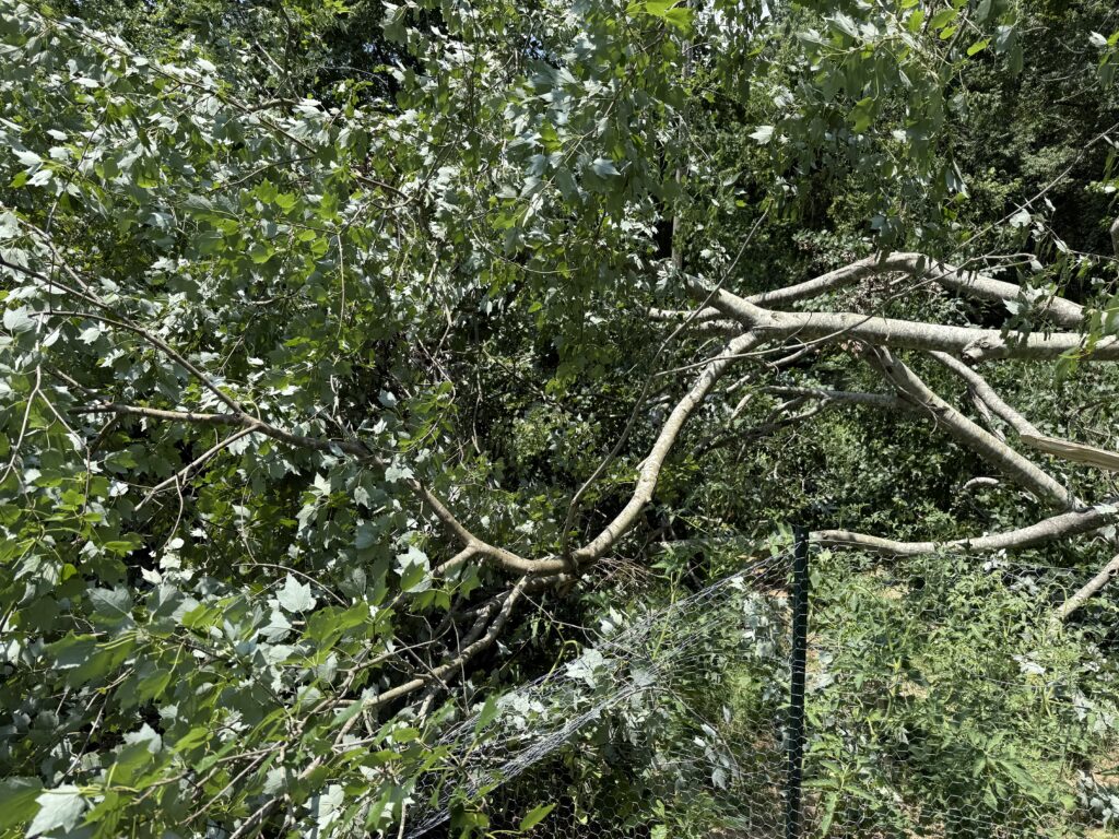 Fallen tree branches and foliage obstructing a yard, emphasizing the need for professional tree removal services for landscape safety and aesthetics.