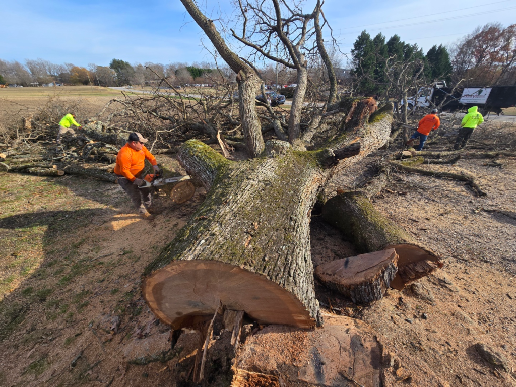 Tree removal in progress with workers in bright safety gear using chainsaws on a felled tree, highlighting the importance of professional tree services for safety and landscape management.